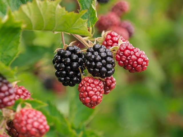 Fruitarian diets